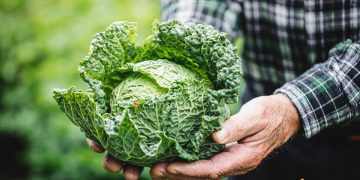 Cum sa cultivi varza kale. Beneficii, plantare, ingrijire, boli si daunatori
