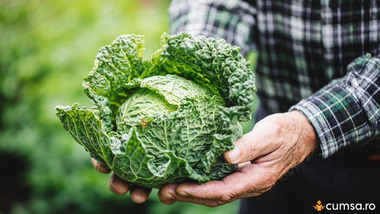 Cum sa cultivi varza kale. Beneficii, plantare, ingrijire, boli si daunatori
