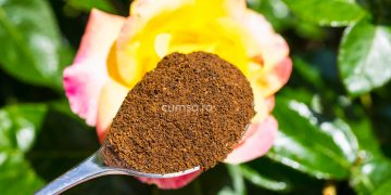 Cum sa folosesti zatul de cafea la flori
