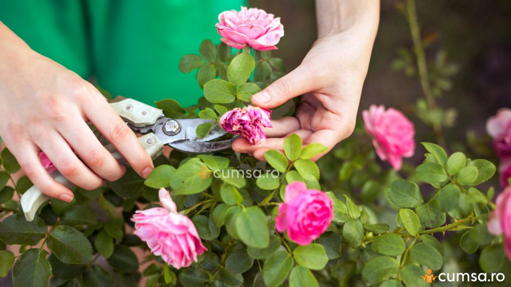 Cum sa ingrijesti trandafirii pe timp de vara