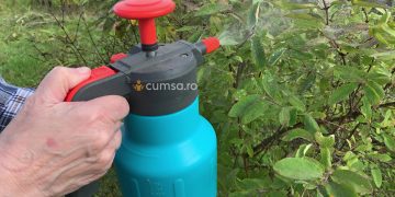 Cum sa prepari un insecticid bio cu ulei de neem pentru a iti proteja gradina