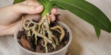 Cum sa salvezi o orhidee cu radacina putrezita. Cauze si tratament!