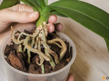 Cum sa salvezi o orhidee cu radacina putrezita. Cauze si tratament!