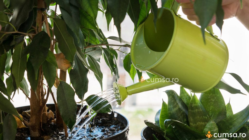 Cum sa salvezi plantele udate prea des