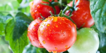 Cum sa schimbi gustul tomatelor din gradina si ce trebuie sa faci