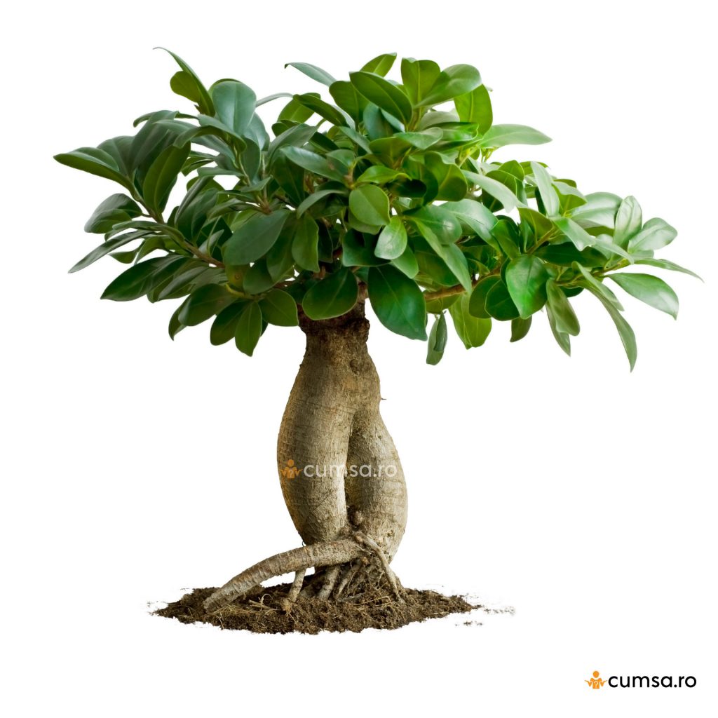 Ficusul bonsai