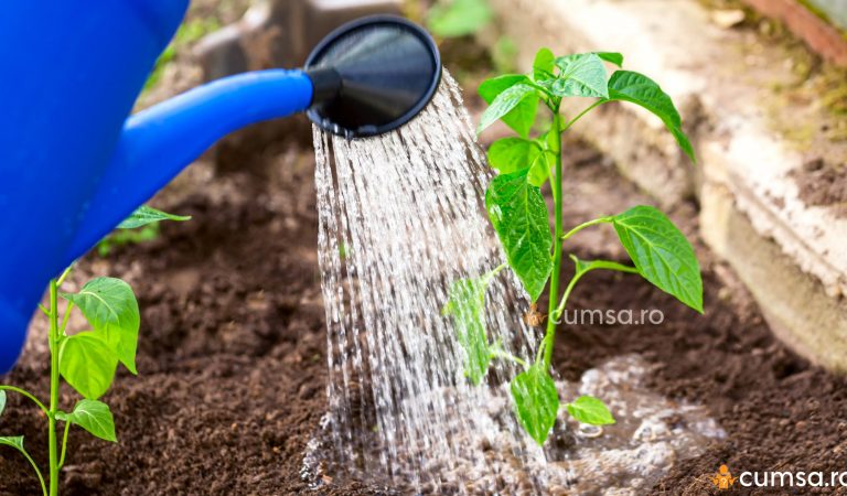 Ingrijirea plantelor pe timp de vara. Cum sa le ajuti si cum le uzi Ingrijirea plantelor pe timp de vara. Cum sa le ajuti si cum le uzi