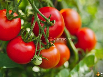Cum sa combati mozaicul tomatelor si ce tratament sa folosesti