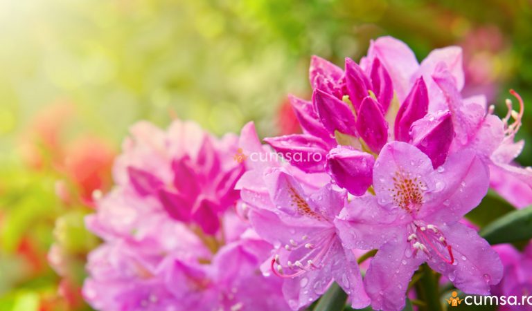 Cum sa cresti Rododendron. Ingrijire, inmultire, boli si daunatori Cum sa cresti Rododendron. Ingrijire, inmultire, boli si daunatori
