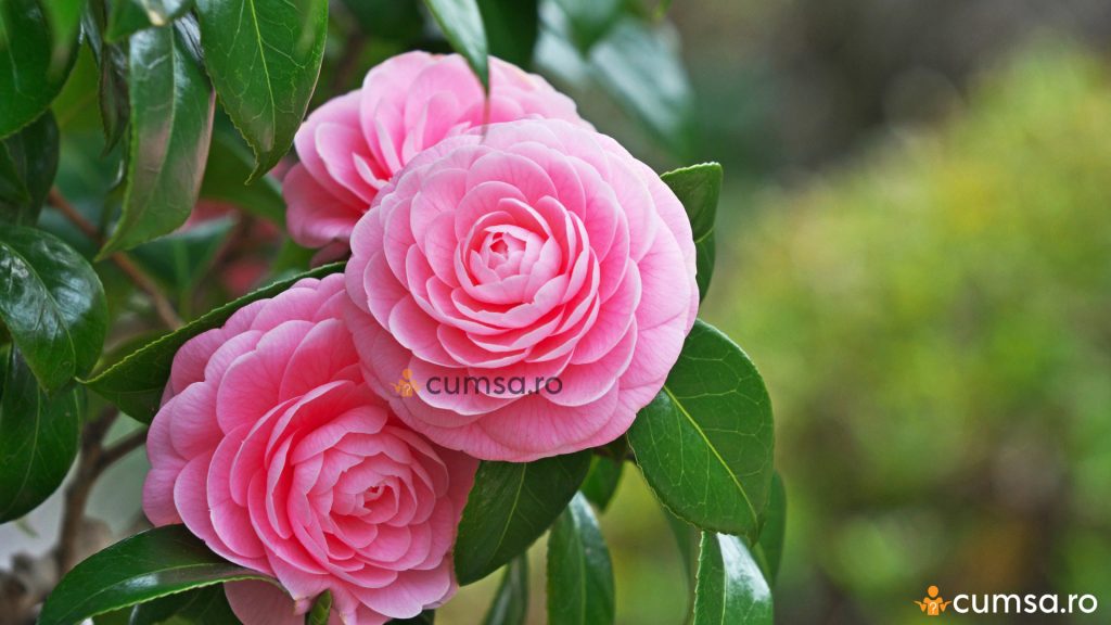 Inmultire Camellia japonica