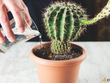 Cum sa efectuezi udarea cactusilor in mod corect