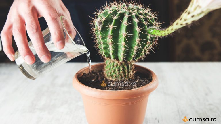 Cum sa efectuezi udarea cactusilor in mod corect