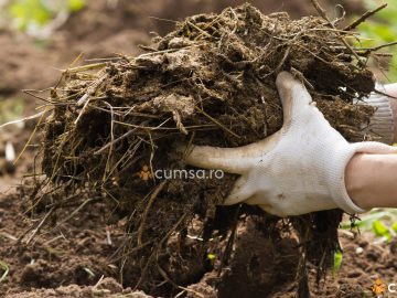 Cum sa faci fertilizarea solului toamna si ce legume poti cultiva