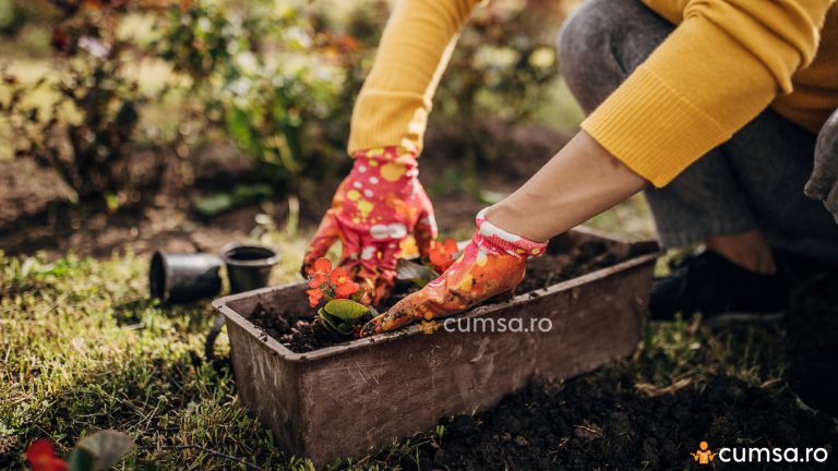 Cum sa faci plantarea de toamna, in mod corect. 9 sfaturi utile!