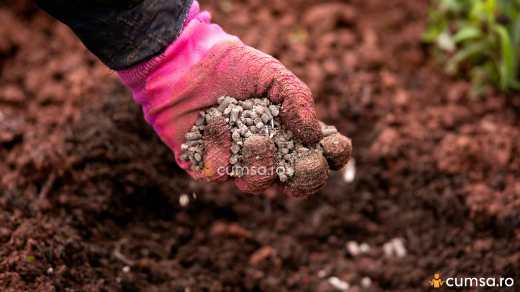 Fertilizarea solului toamna
