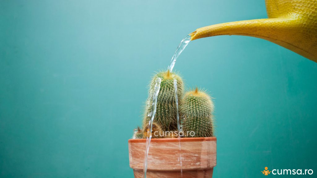 Udarea cactusilor