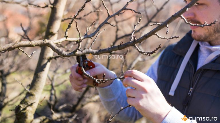 Cum sa faci curatarea pomilor fructiferi toamna. Care sunt pasii?