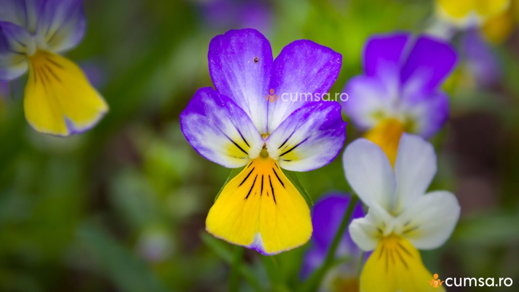 Flori Viola arvensis