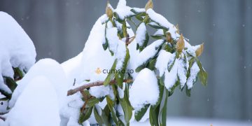 Protejare rododendron pe timp de iarna. Cum sa ai grija de plantele tale