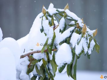 Protejare rododendron pe timp de iarna. Cum sa ai grija de plantele tale