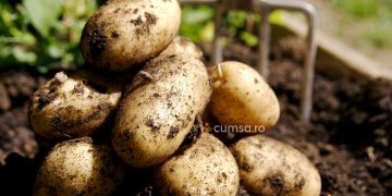 Cum sa folosesti cartoful. Beneficii, proprietati, utilizare si contraindicatii