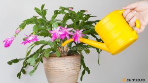 Cum sa uzi craciunita cactus pentru a stimula inflorirea