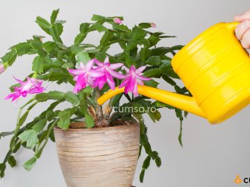 Cum sa uzi craciunita cactus pentru a stimula inflorirea