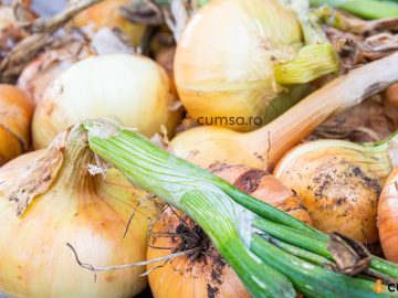 5 vitamine pentru o viata sexuala activa - Cătină și erecție
