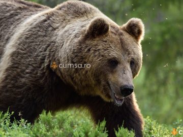 Cum sa procedezi daca te intalnesti cu ursul. Ce trebuie sa stii!