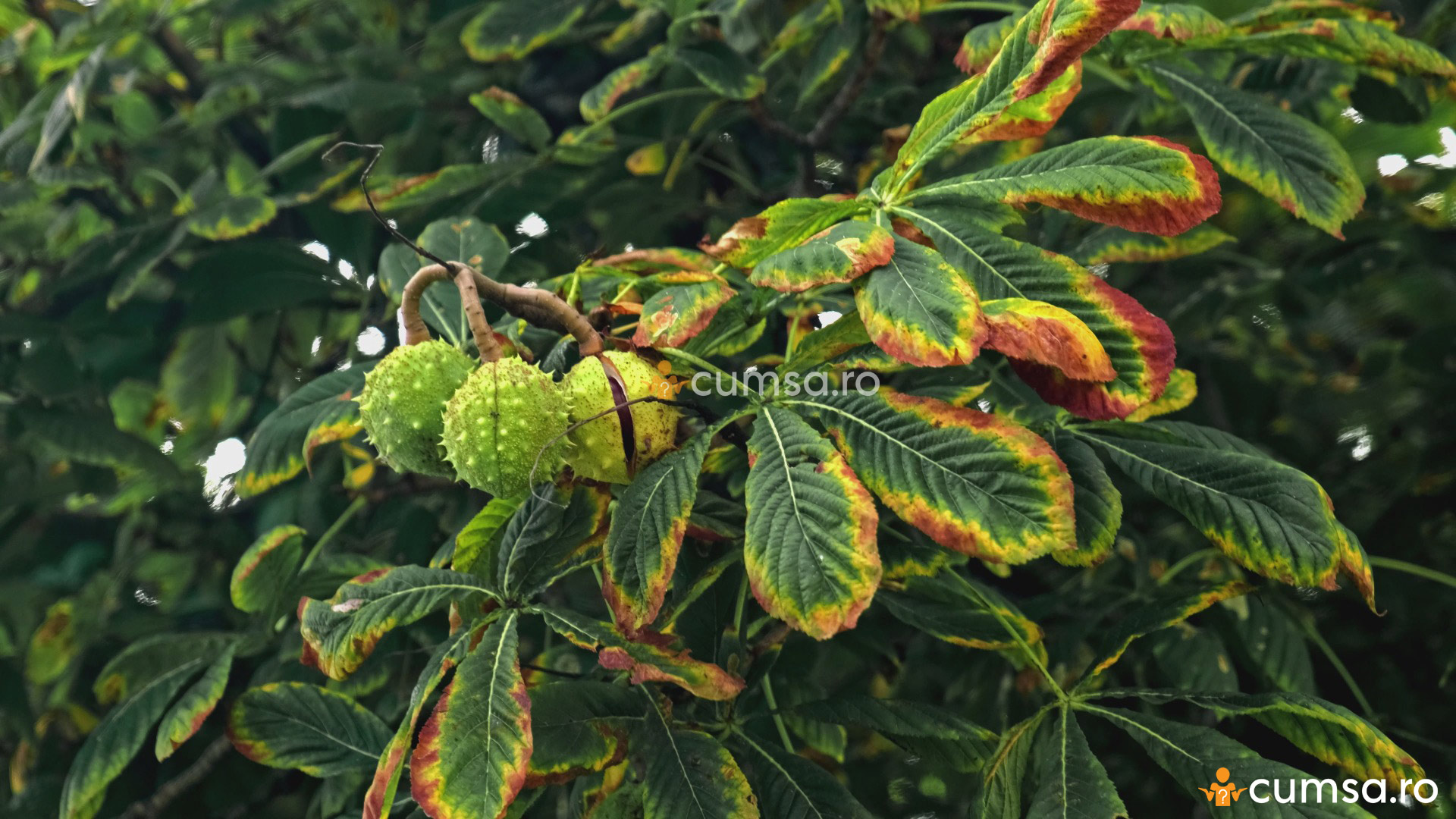 Castan comestibil. Cum sa il plantezi si sa il ingrijesti cumsa.ro