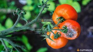 Cum sa combati putregaiul cenusiu la tomate (Botrytis Cinerea). Ce tratament sa aplici