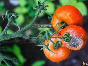 Cum sa combati putregaiul cenusiu la tomate (Botrytis Cinerea). Ce tratament sa aplici