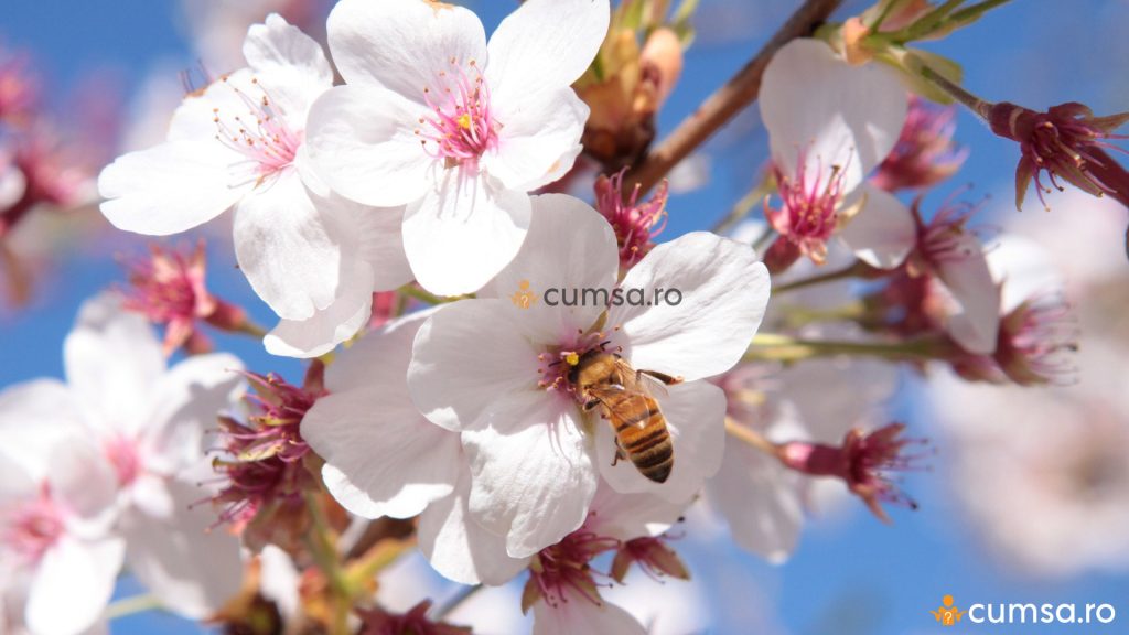 Albina si flori de cirese