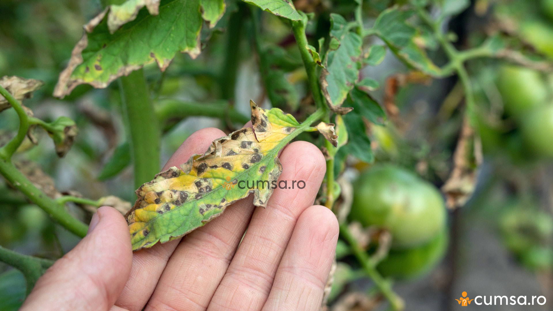 Cum Sa Combati Septorioza La Tomate Tratamente Metode De Prevenire cum-sa-combati-septorioza-la-tomate-tratamente-metode-de-prevenire