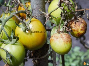 Fungicide sistemice pentru tomate. Cum sa combati mana rosiilor