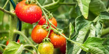 Cultivarea tomatelor. Cum sa le ingrijesti in functie de calendarul lunar