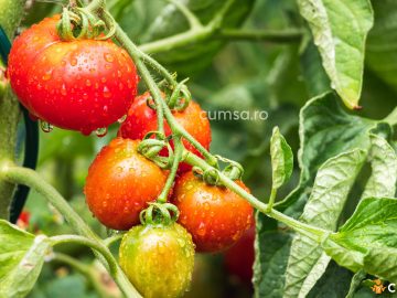 Cultivarea tomatelor. Cum sa le ingrijesti in functie de calendarul lunar