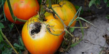 Cum sa combati antracnoza tomatelor. Metode de preventie si tratamente