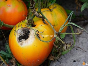 Cum sa combati antracnoza tomatelor. Metode de preventie si tratamente