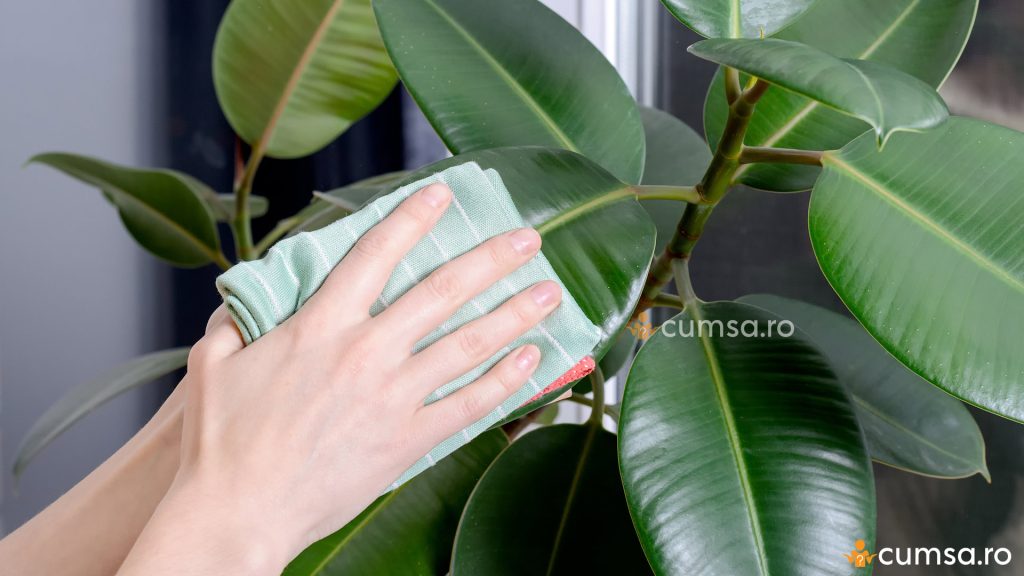 Cum sa cureti frunzele plantelor