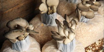 Cultivarea ciupercilor pleurotus in saci cu rumegus. Cum sa faci asta