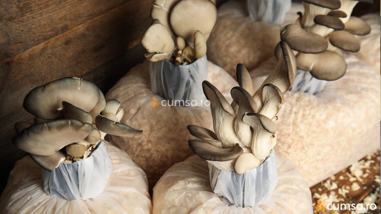 Cultivarea ciupercilor pleurotus in saci cu rumegus. Cum sa faci asta