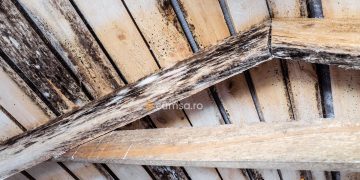 Cum sa elimini mucegaiul negru din lemn. Solutii utile