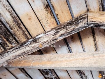 Cum sa elimini mucegaiul negru din lemn. Solutii utile