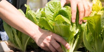 Cum sa recoltezi salata fara sa ii afectezi cresterea