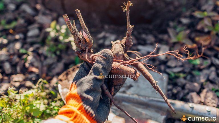 Cum sa plantezi rizomi de bujori si in ce perioada