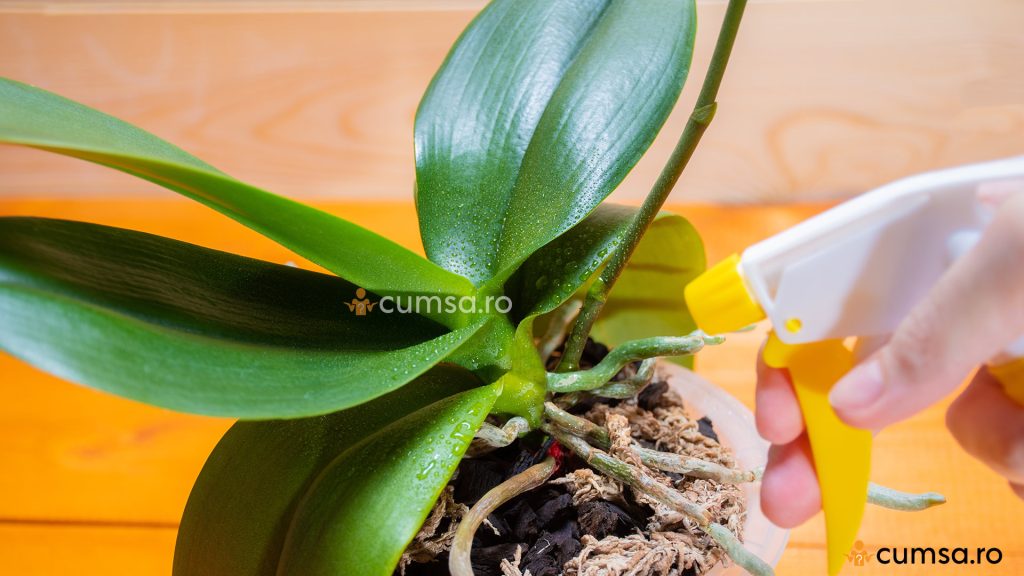 Apa cu usturoi pentru orhidee