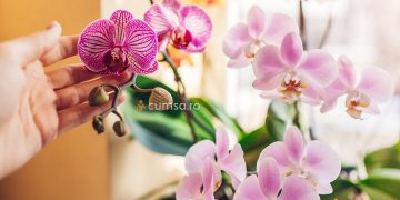Cum sa ajuti orhideea sa infloreasca folosind usturoi