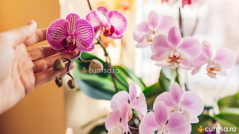 Cum sa ajuti orhideea sa infloreasca folosind usturoi