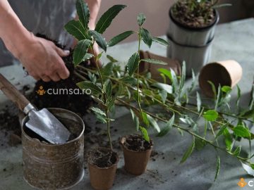 Cum sa cultivi dafin la tine acasa. Ce trebuie sa stii